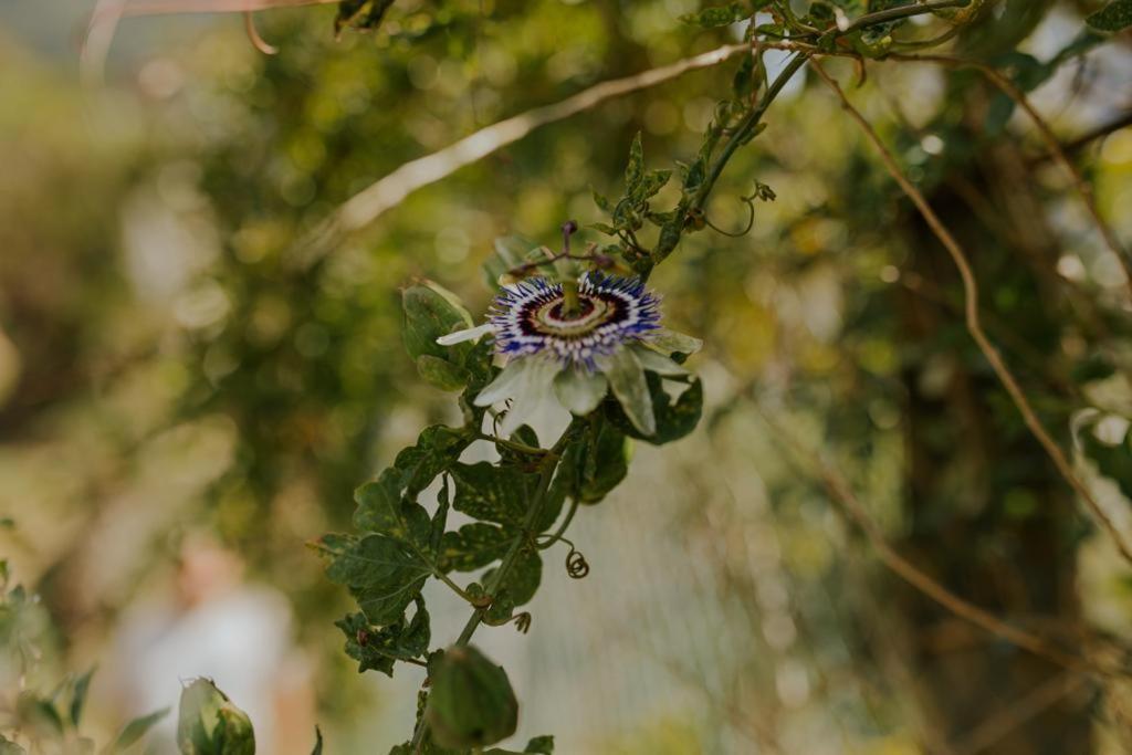 São VicenteThe Passion Fruit House别墅 外观 照片